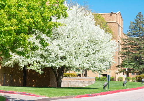 Exploring Campus Beautification Projects